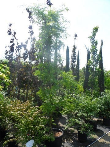  Geelbladige Christusdoorn (Gleditsia Triacanthos 'Sunburst')