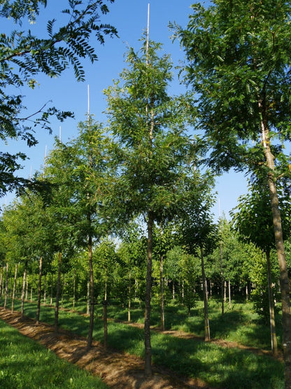  Grote Gleditsia (Gleditsia Triacanthos 'Sunburst')