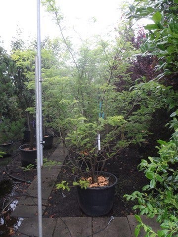  Geelbladige Christusdoorn (Gleditsia Triacanthos 'Sunburst')