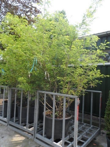  Geelbladige Christusdoorn (Gleditsia Triacanthos 'Sunburst')