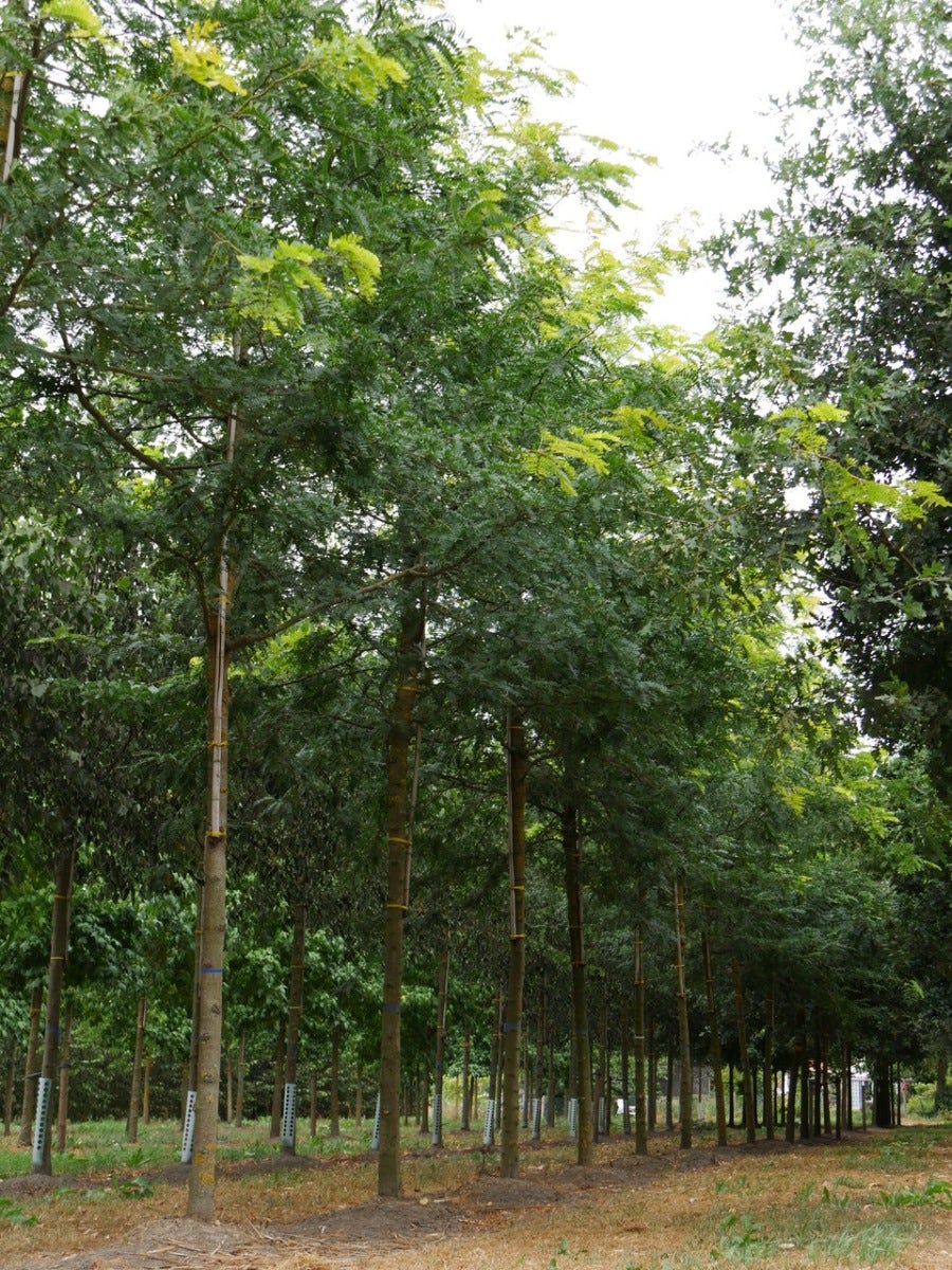  Grote Gleditsia (Gleditsia Triacanthos 'Sunburst')