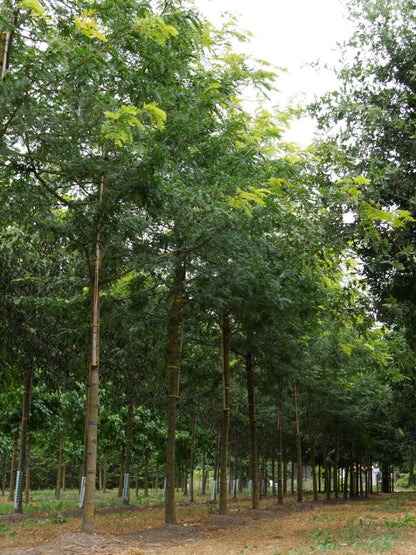  Grote Gleditsia (Gleditsia Triacanthos 'Sunburst')