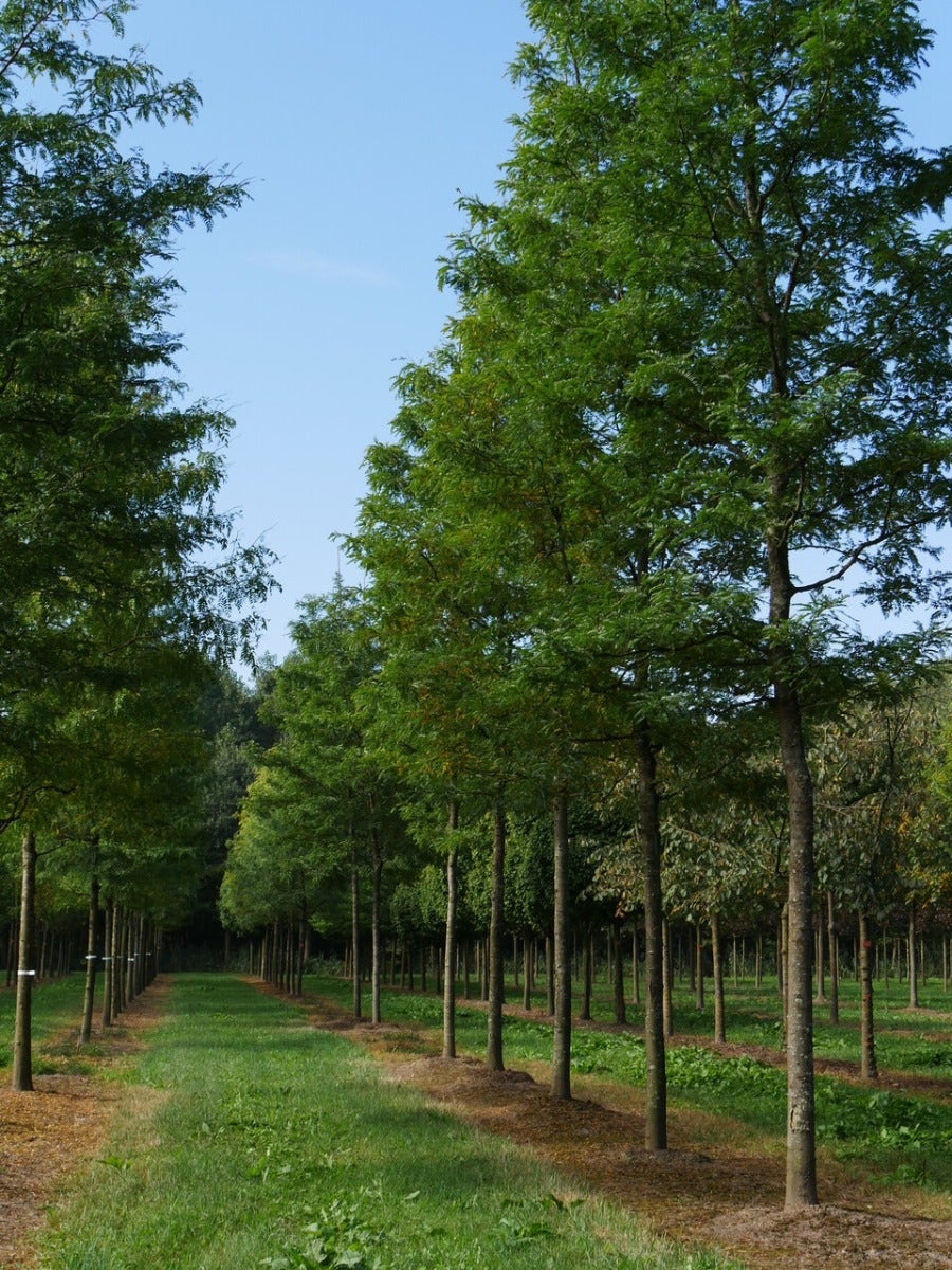  Grote Gleditsia (Gleditsia Triacanthos 'Sunburst')