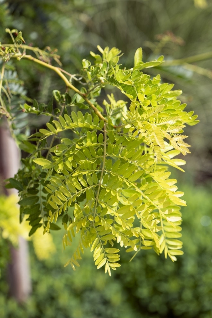  Geelbladige Christusdoorn (Gleditsia Triacanthos 'Sunburst')