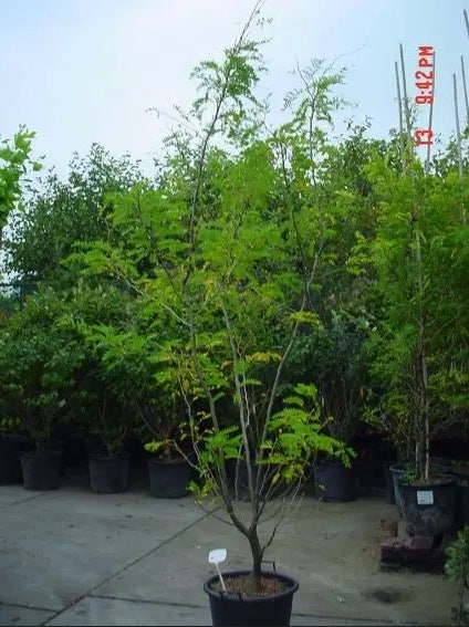  Geelbladige Christusdoorn Als Struik (Gleditsia Triacanthos 'Sunburst')