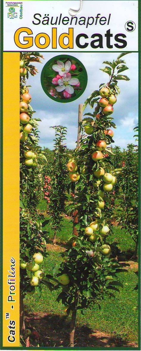  Zuilfruit (Malus Domestica 'Goldcats')