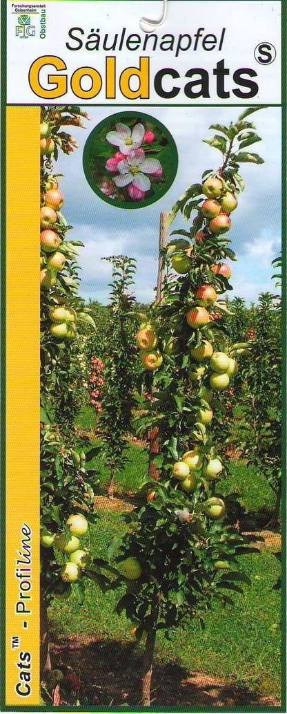  Zuilfruit (Malus Domestica 'Goldcats')