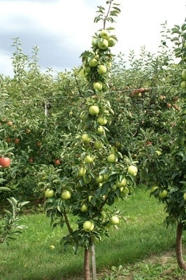  Zuilfruit (Malus Domestica 'Goldcats')