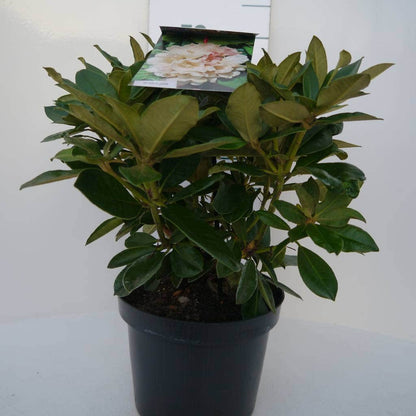  Dwergrhododendron (Rhododendron 'Golden Torch')