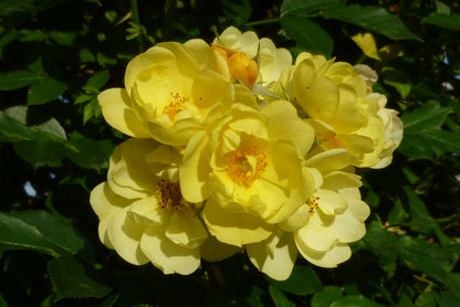  Klimroos (Rosa 'Golden Age')