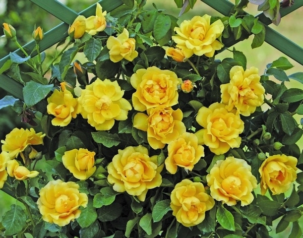  Klimroos (Rosa 'Golden Gate')