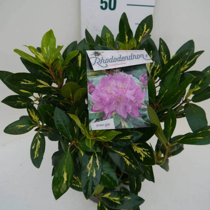  Rhododendron (Rhododendron 'Goldflimmer')