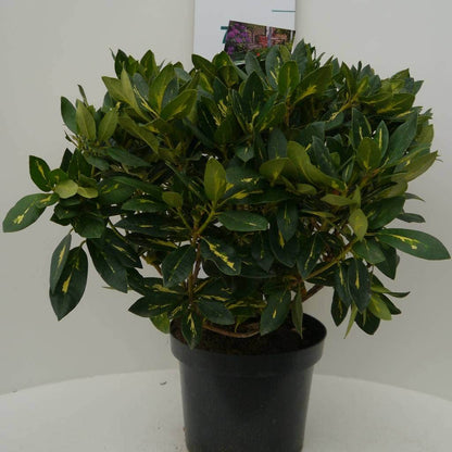  Rhododendron (Rhododendron 'Goldflimmer')