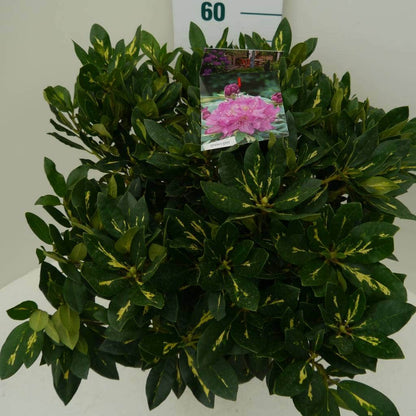  Rhododendron (Rhododendron 'Goldflimmer')
