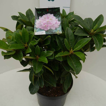  Rhododendron (Rhododendron 'Gomer Waterer')