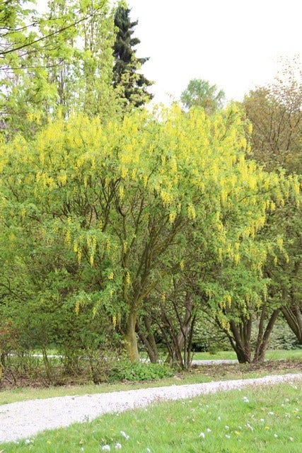  Gouden Regen Als Boom (Laburnum Watereri 'Vossii')