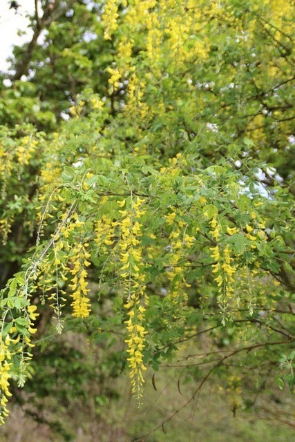  Gouden Regen Als Boom (Laburnum Watereri 'Vossii')