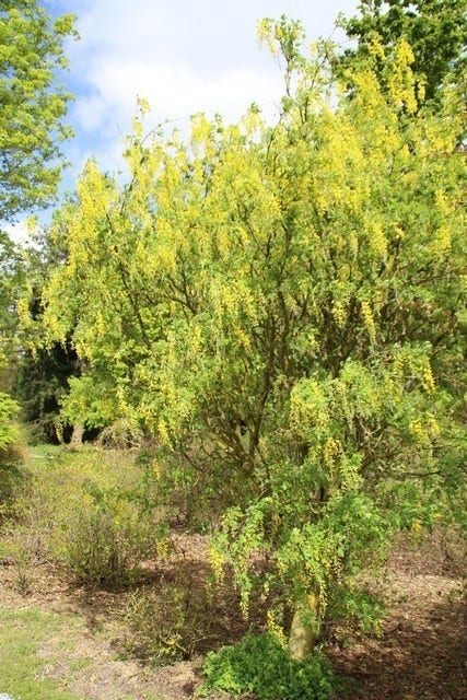  Gouden Regen Als Boom (Laburnum Watereri 'Vossii')