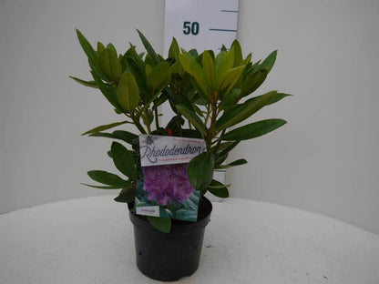  Rhododendron (Rhododendron Catawbiense 'Grandiflorum')