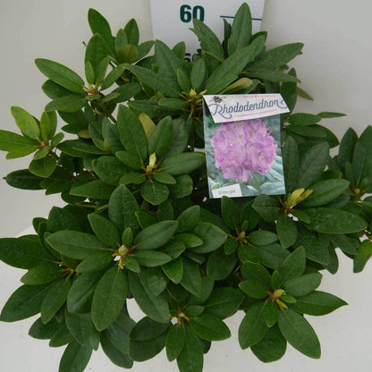  Rhododendron (Rhododendron Catawbiense 'Grandiflorum')
