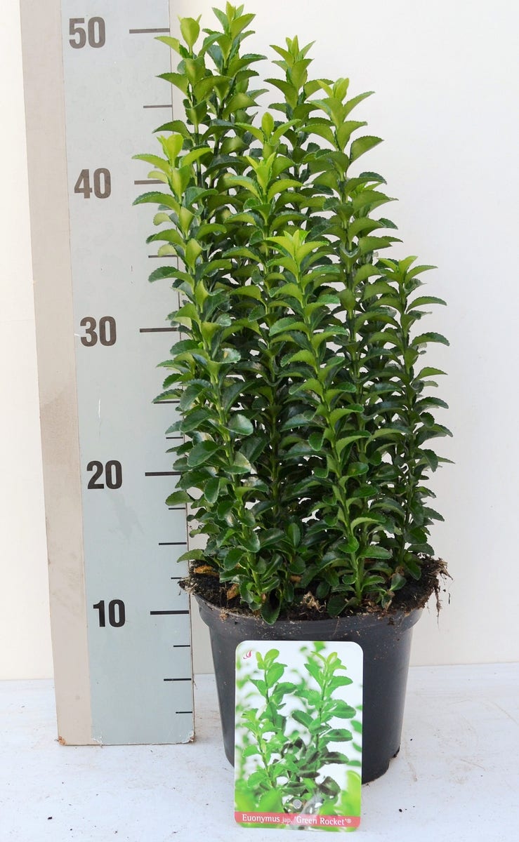  Kardinaalsmuts (Euonymus Jap. 'Green Rocket' ®)
