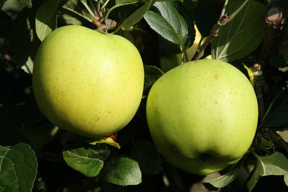  Lei-Appel (Malus Domestica 'Greensleeves')