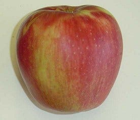 Appelboom (Malus Domestica 'Groninger Kroon')