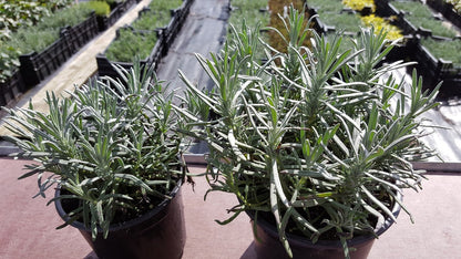  Lavendel Grosso (Lavandula Intermedia 'Grosso')