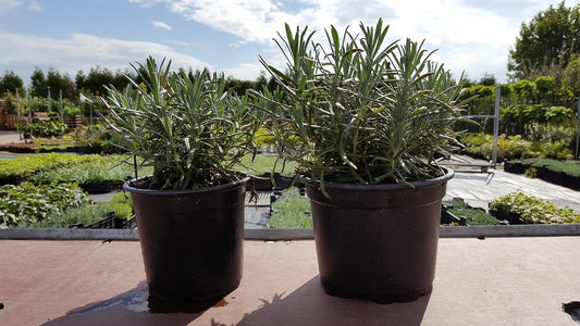  Lavendel Grosso (Lavandula Intermedia 'Grosso')