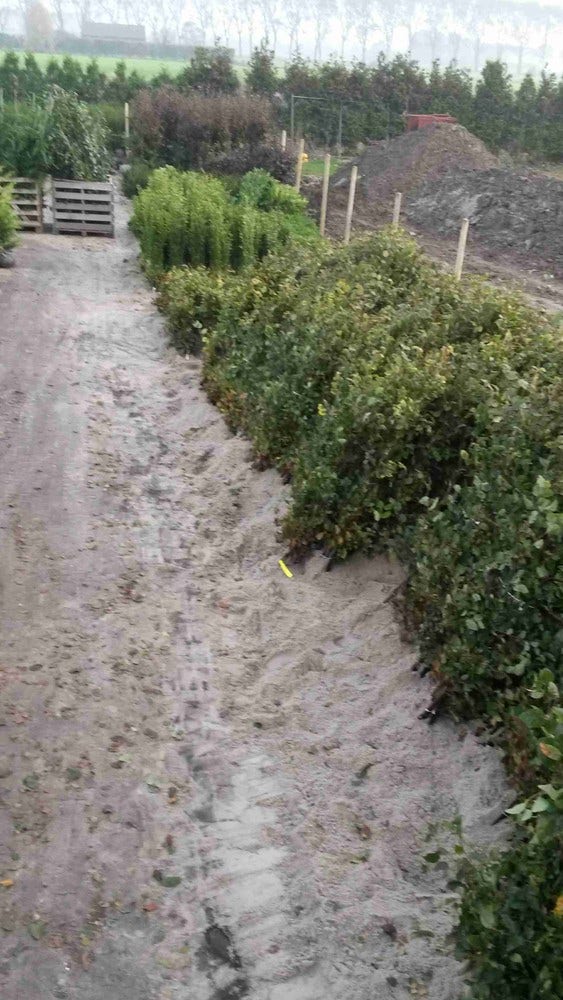  Haagbeuk (Carpinus Betulus)