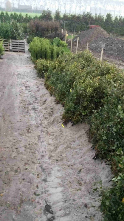  Haagbeuk (Carpinus Betulus)