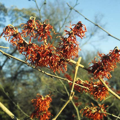  Toverhazelaar (Hamamelis Intermedia 'Diane')