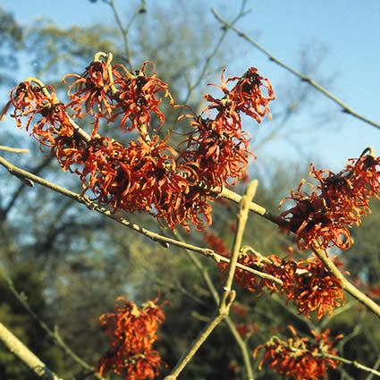  Toverhazelaar (Hamamelis Intermedia 'Diane')