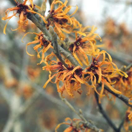  Toverhazelaar (Hamamelis Intermedia 'Jelena')