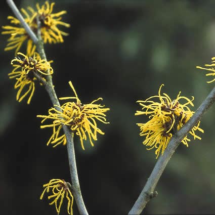  Toverhazelaar (Hamamelis Intermedia 'Westerstede')