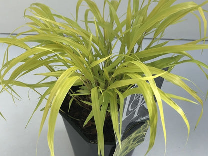  Japans Berggras (Hakonechloa Macra 'All Gold')