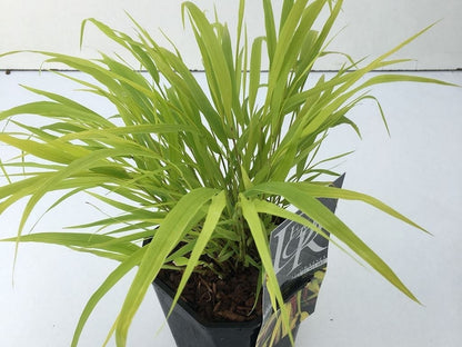  Japans Berggras (Hakonechloa Macra 'Sunflare')