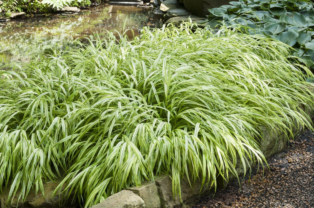  Borderpakket Jungle Border