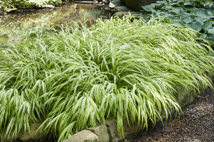  Borderpakket Jungle Border