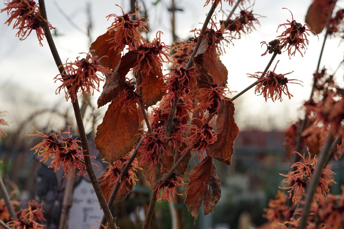  Toverhazelaar (Hamamelis Intermedia 'Diane')