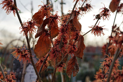  Toverhazelaar (Hamamelis Intermedia 'Diane')