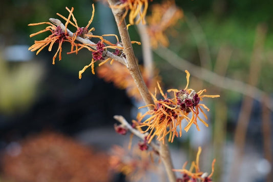  Toverhazelaar (Hamamelis Intermedia 'Jelena')