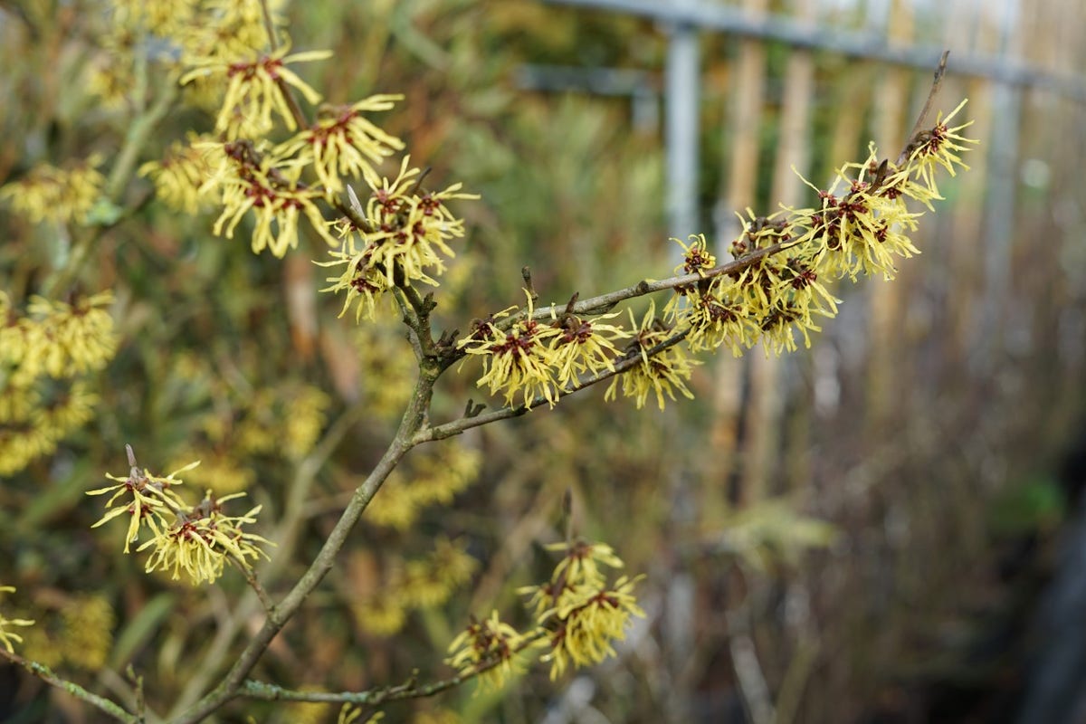  Toverhazelaar (Hamamelis Intermedia 'Westerstede')