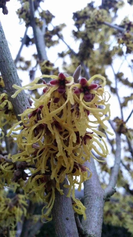  Toverhazelaar (Hamamelis Intermedia 'Arnold Promise')