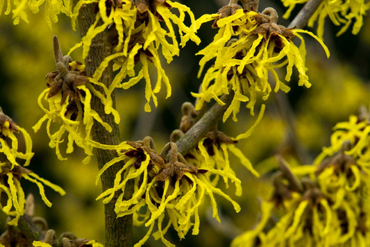  Toverhazelaar (Hamamelis Intermedia 'Arnold Promise')