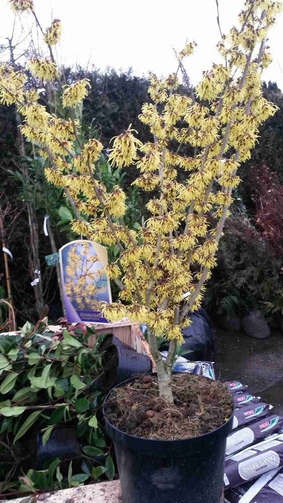  Toverhazelaar (Hamamelis Intermedia 'Arnold Promise')