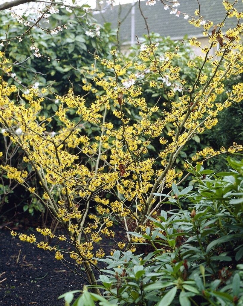  Toverhazelaar (Hamamelis Mollis)