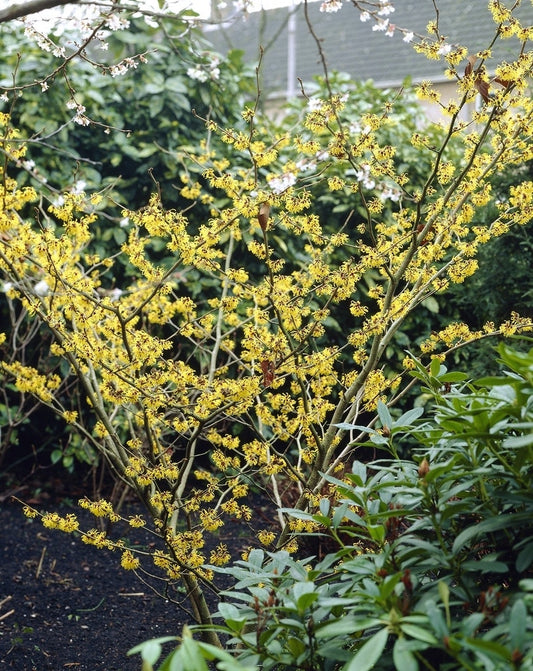  Toverhazelaar (Hamamelis Mollis)