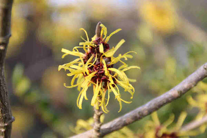  Toverhazelaar (Hamamelis Mollis 'Pallida')