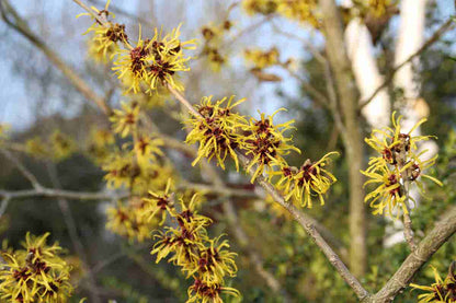  Toverhazelaar (Hamamelis Mollis 'Pallida')